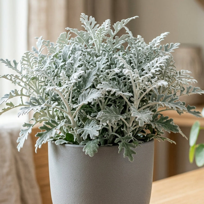 Cineraria Maritima Silver dust Plant Seeds