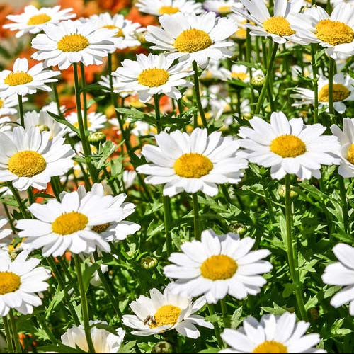Annual Chrysanthemum Seeds