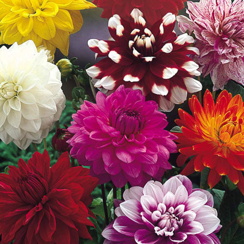 Dahlia Giant Mix Seeds