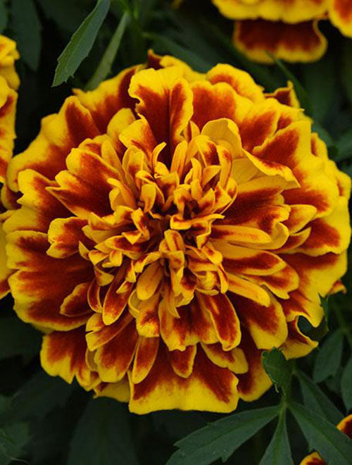 French Marigold Seeds