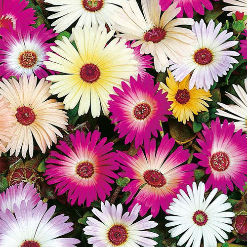 Mesembry Anthemum Mix Seeds