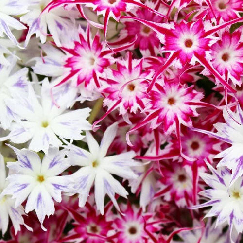 Phlox Star Mix Flower Seeds