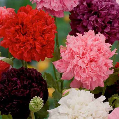 Poppy Peony Mix Seeds