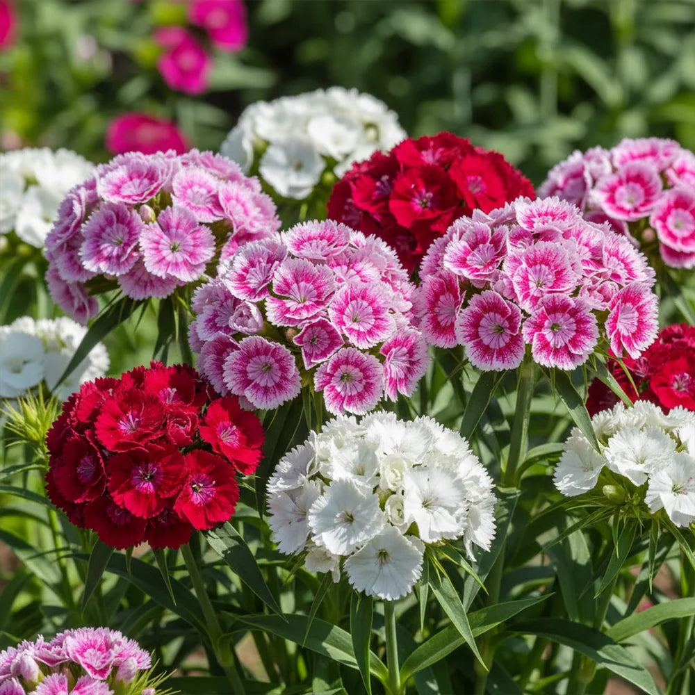 Dianthus Mix Seeds