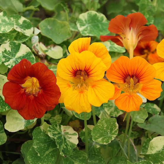 Nasturtium Jewel Mix Seeds