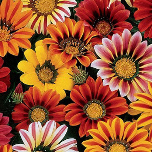 Gazania Sunshine Seeds
