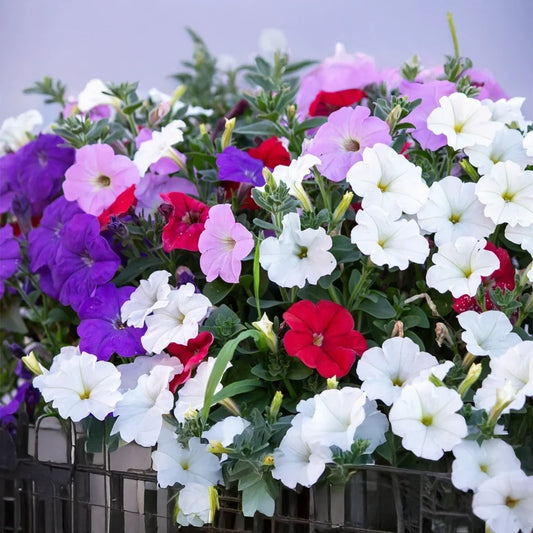 Petunia Mix Seeds