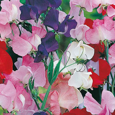 Sweet Pea Seeds