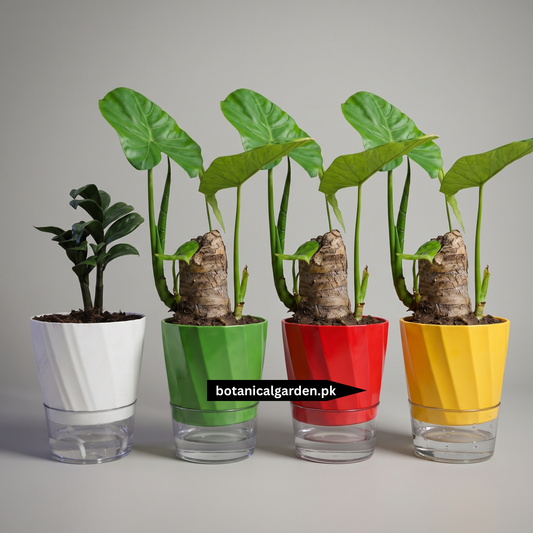 Premium Self Watering Pot 6.2inch
