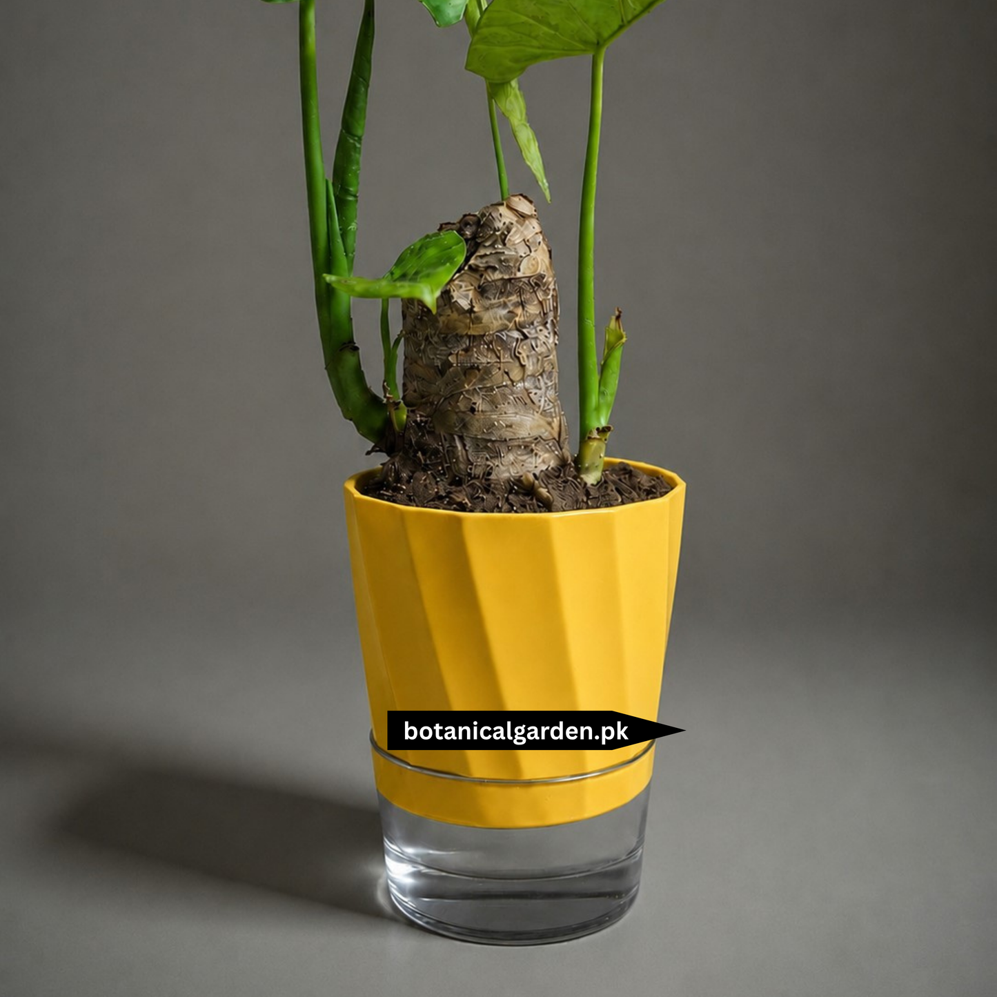 Premium Self Watering Pot 6.2inch