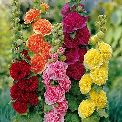 Hollyhock Double Seeds